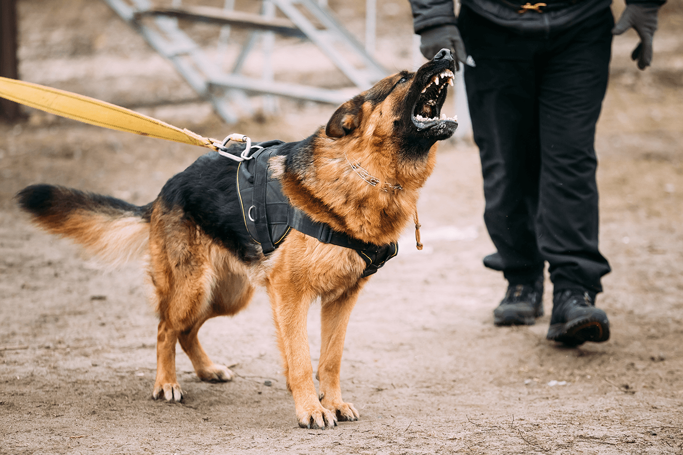 dog bites